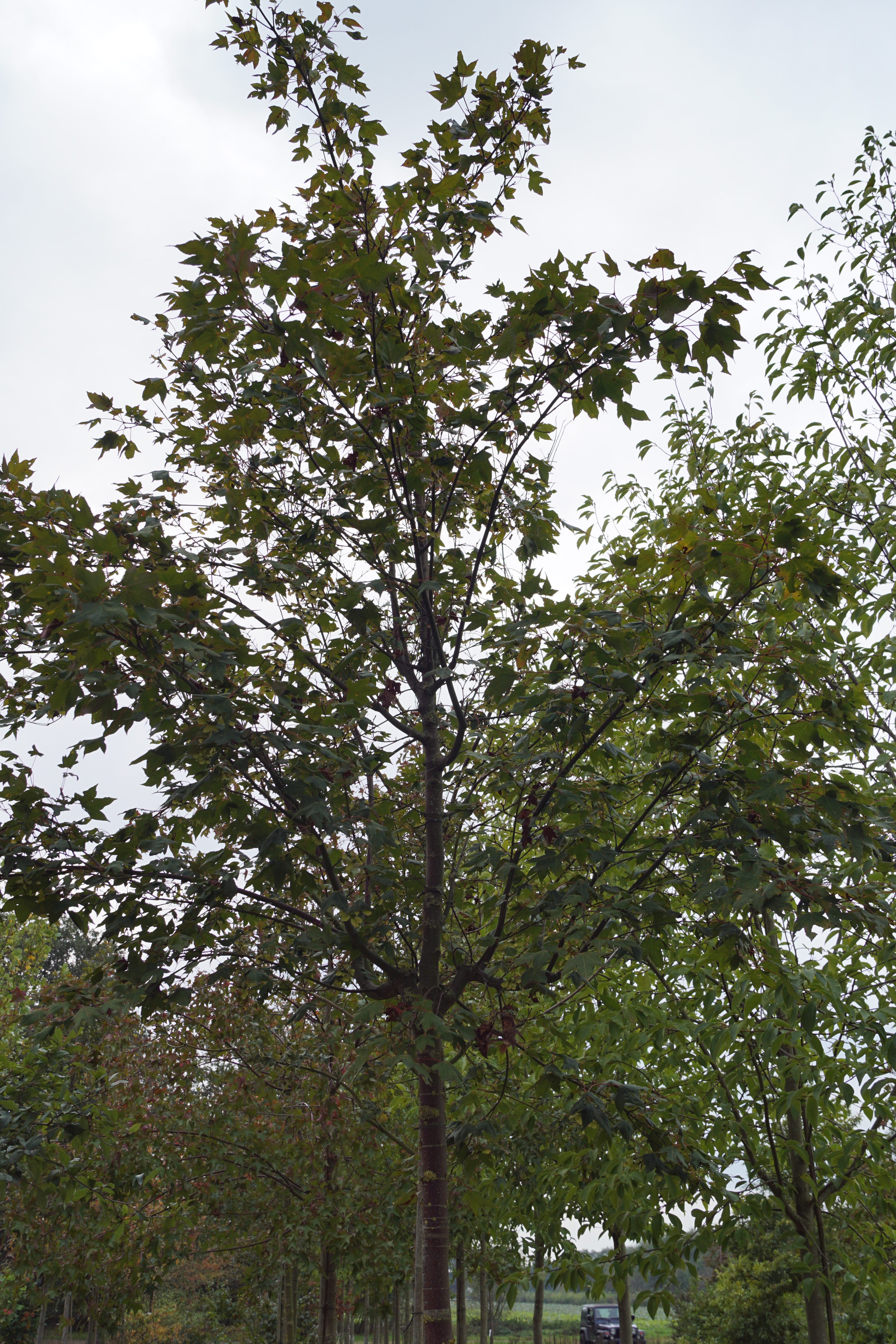 Acer oliverianum 3